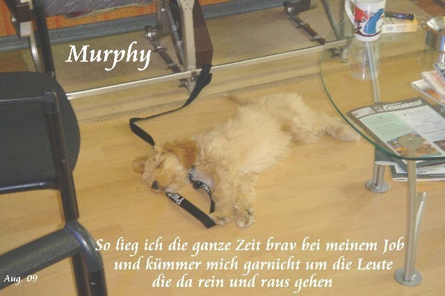 ../Images/Murphy-aug09-010So lieg ich die ganze Zeit .jpg